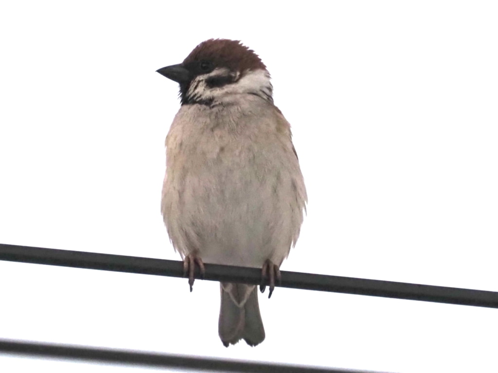 鳥の撮影