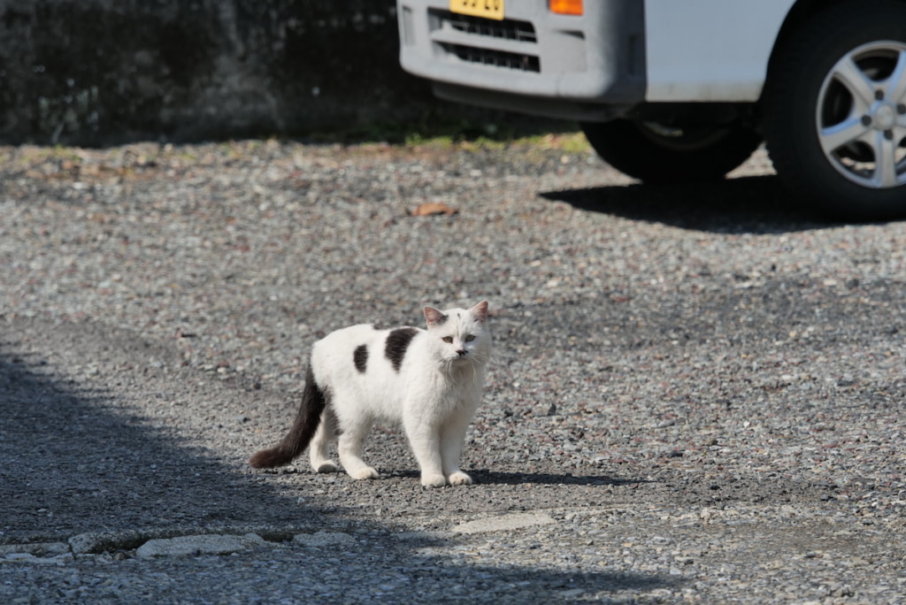 猫の写真