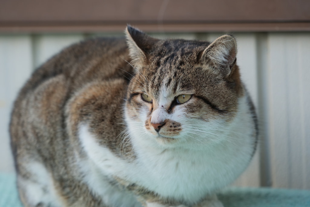 猫の写真